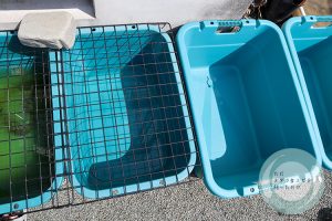 左が古いタライで右が新しいタライ