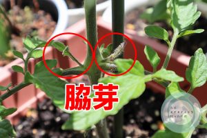脇芽