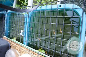 満水状態な楊貴妃のタライ