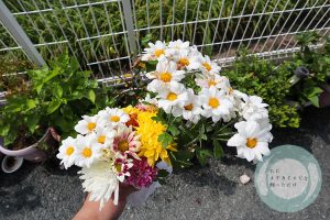 カットした菊の花
