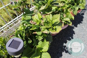葉が傷み始めた紫陽花