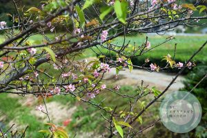 花が咲いた桜の木