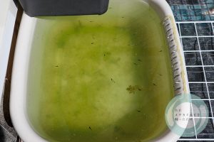 針子たち