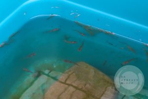 水面を泳ぐクロメダカ