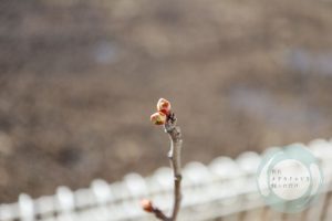 梅の蕾