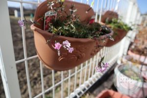 芝桜