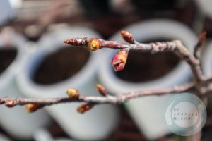 河津桜
