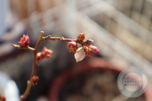 ブルーベリーの花