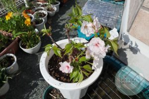 一才桜