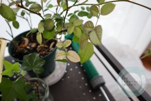 葉が傷んだミニバラ