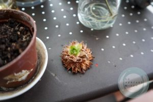 もげたセンペルビウム