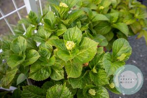 紫陽花の蕾
