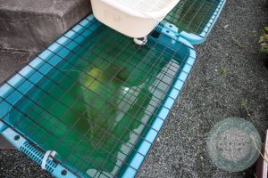水が溜まったタライ