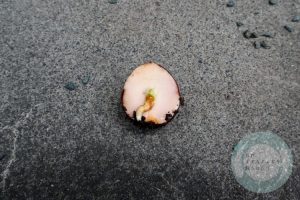 芽と根が出たアボカド