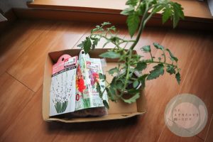 グラジオラスの球根とトマトの苗