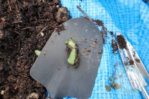 葉っぱで巻かれた謎の物体