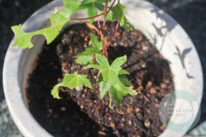 ハキリバチに切られたと思われる紅葉