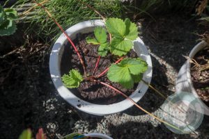 ランナーを置いた植木鉢