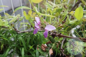 狂い咲いた藤の花