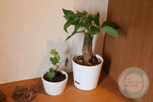 パキラとアイビー