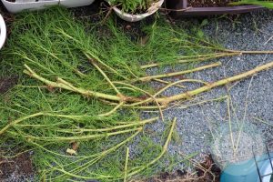 太いコスモスの茎