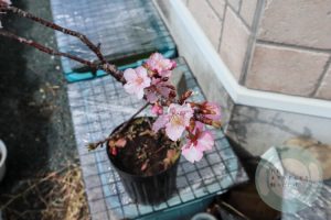 河津桜