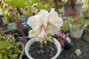 八重咲のハイビスカス