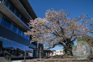 島田市役所の帯桜