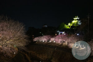 掛川桜と掛川城のライトアップ