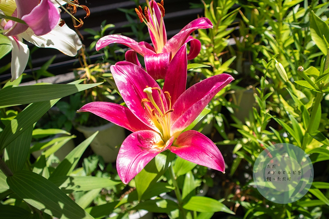 り*う様 ❤️開花株1173⭐️超特殊⭐️プラスチック的質感⭐️カメレオン的激カ B'z presents UNITE #02 – ライスなブログ