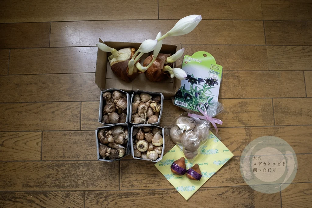 買ったもの
